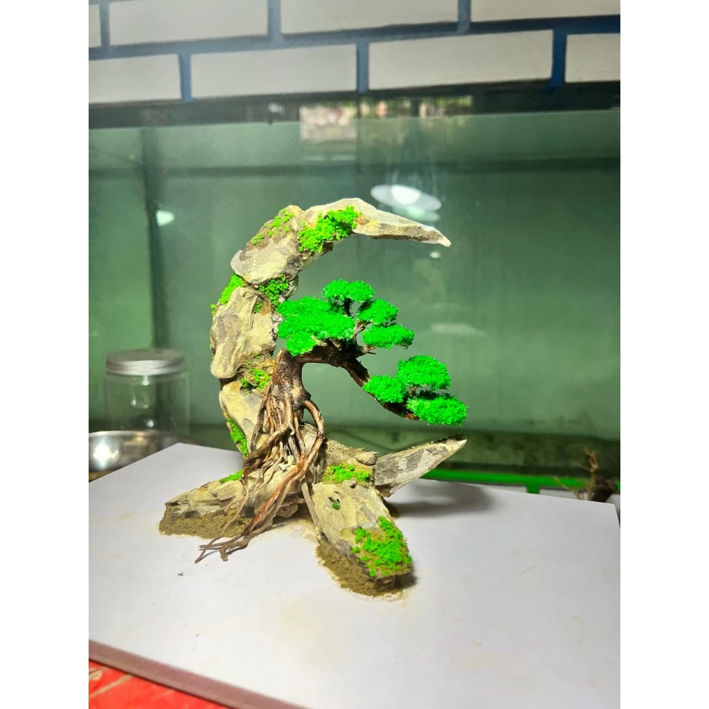 Layuot thủy sinh mặt trăng bon sai